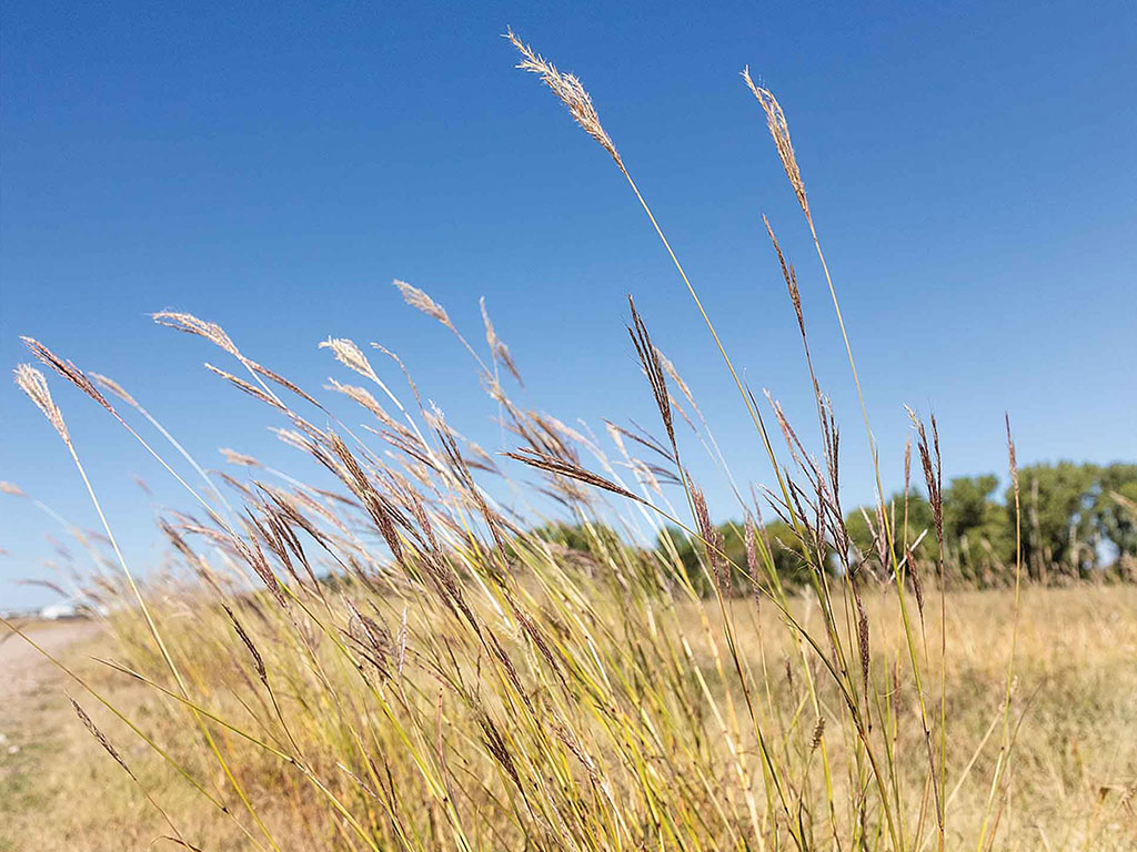 long golden grass reeds with a blue sky behind