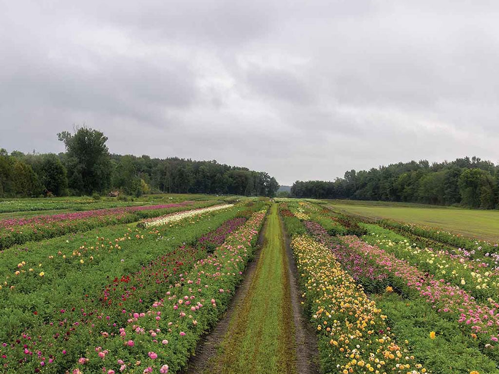 Long view of rows of flowers on either side of a dirt path with trees in the distance