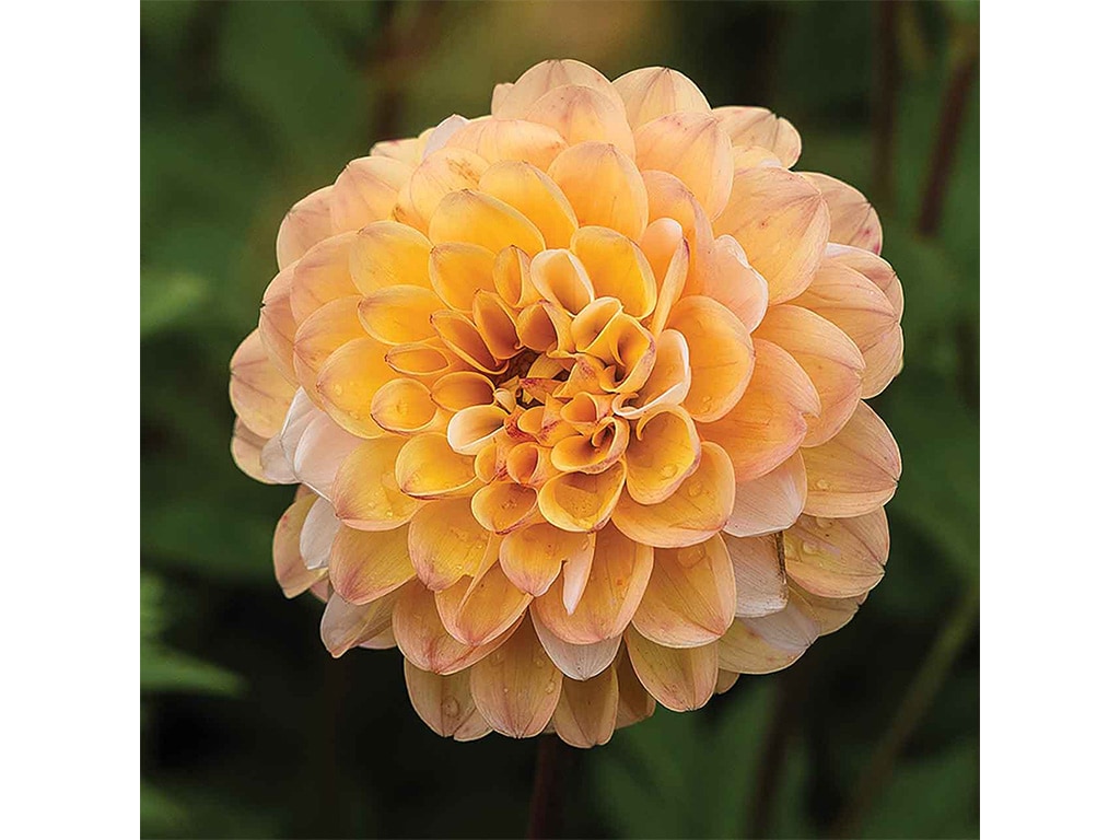 closeup of a pale peach colored dahlia