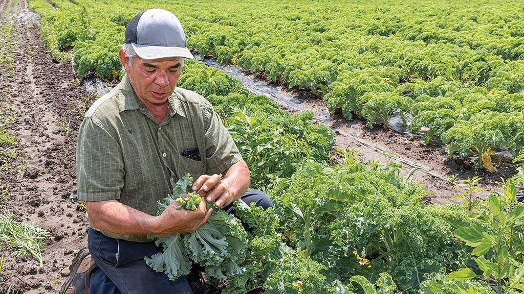 person in a field of plants inspecting a plant