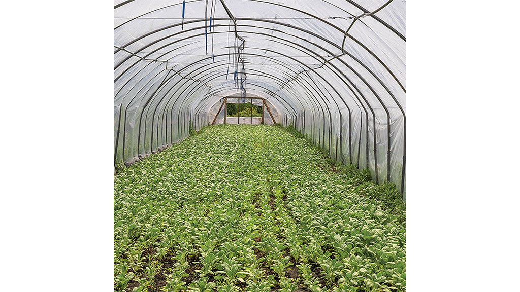 green house with green plants