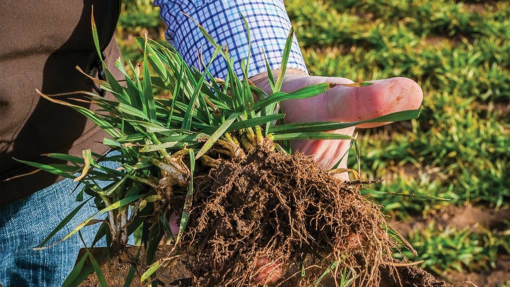 une main tenant des plants de blé