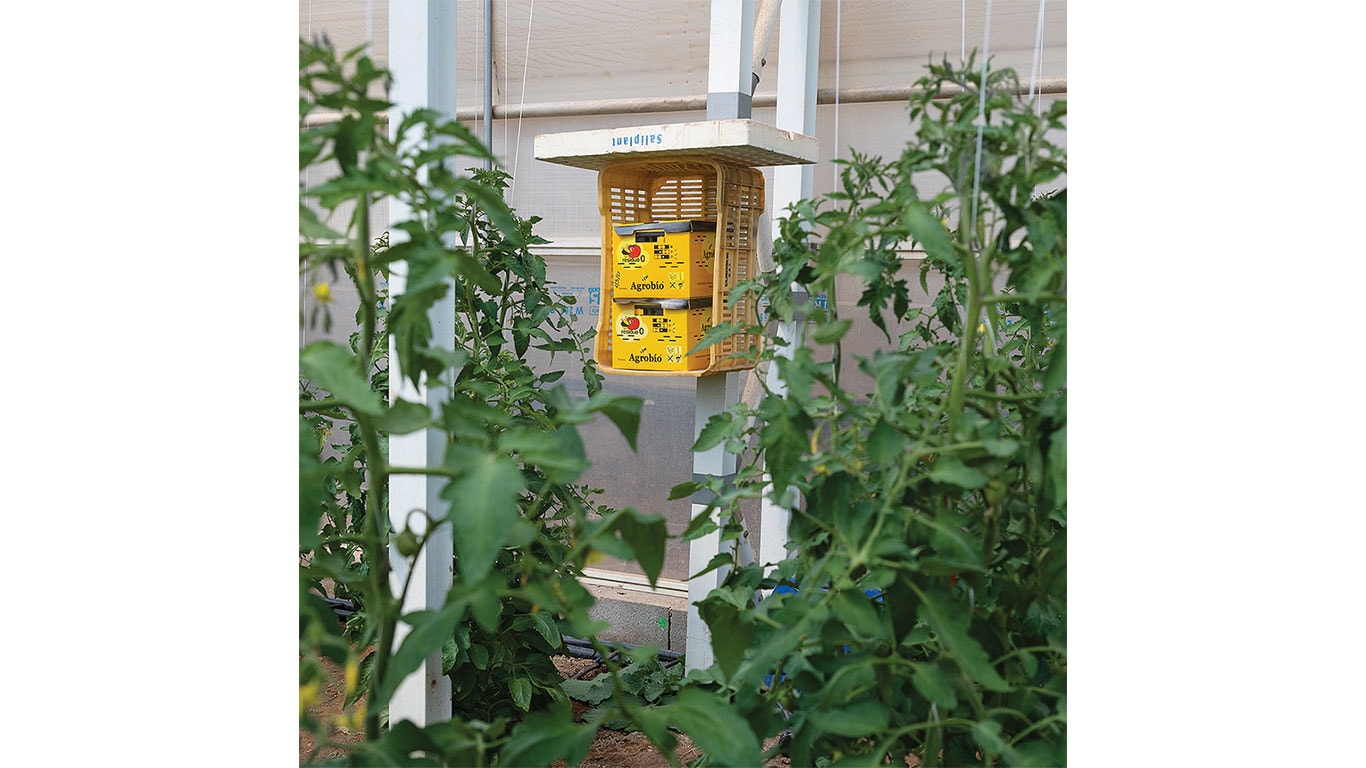 A yellow insect trap hangs among lush tomato plants inside a greenhouse.