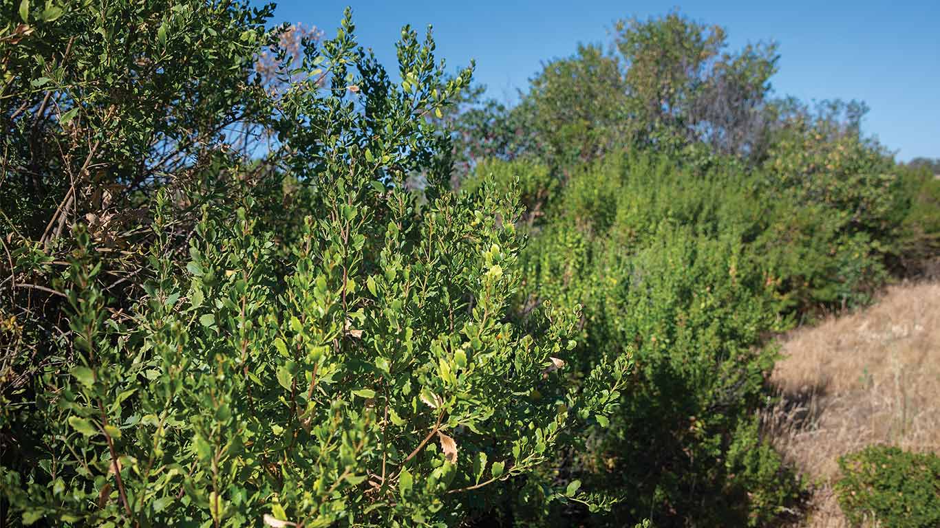 Dense green bushes and shrubs in natural setting under clear blue sky.