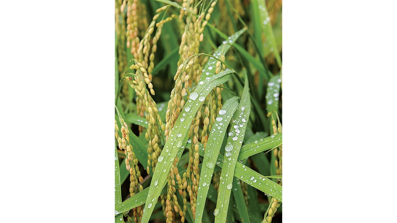 Blades of grass in rice patty with raindrops on them