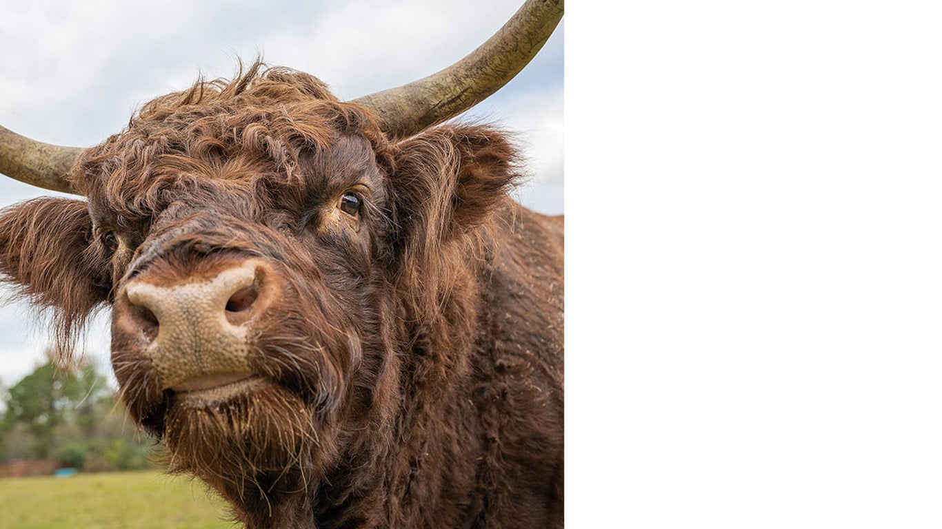 Highland cow with curved horns in grassy field, face slightly blurred.