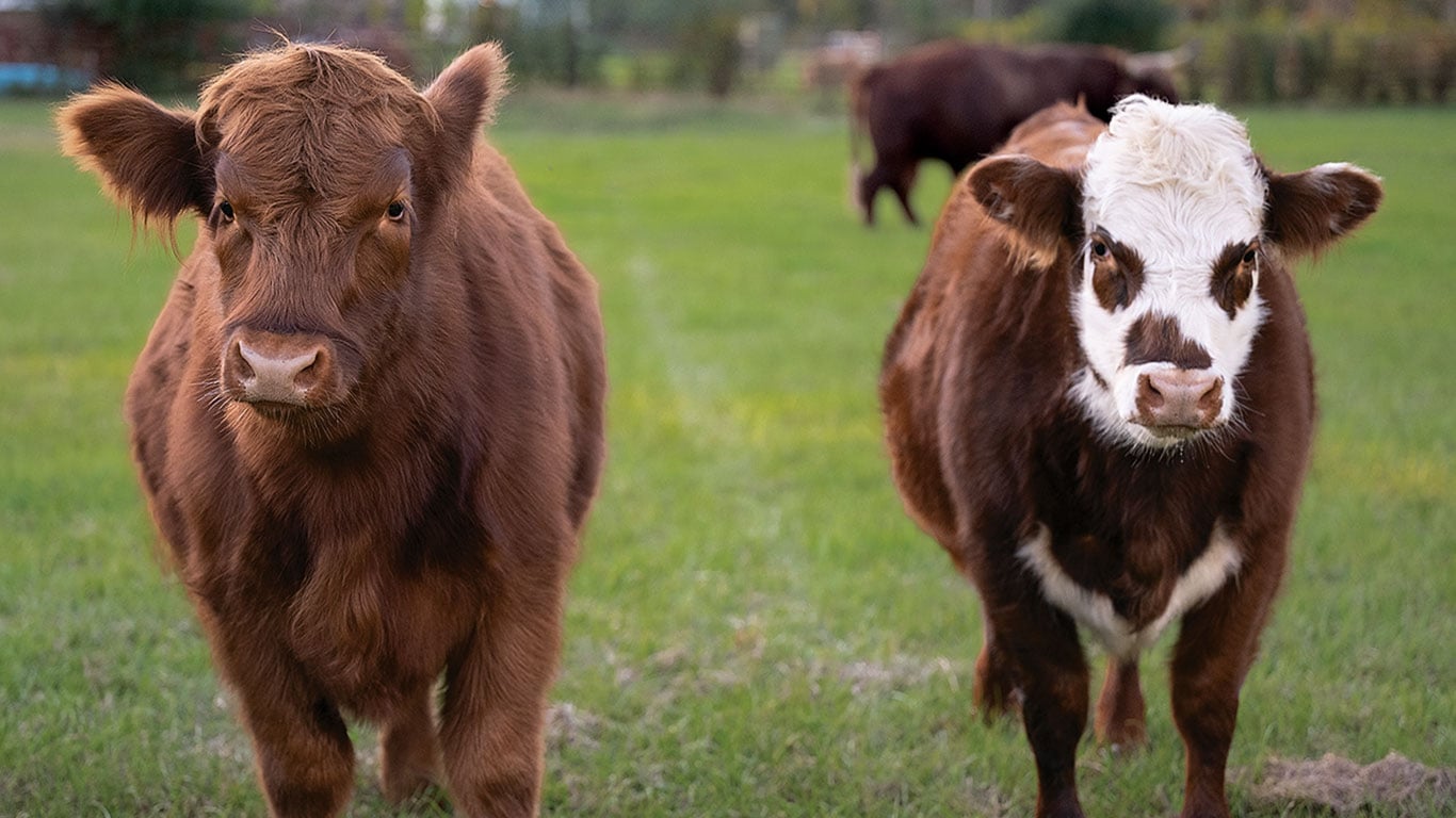 Two cows on grass: one solid brown, one with white face and brown patches