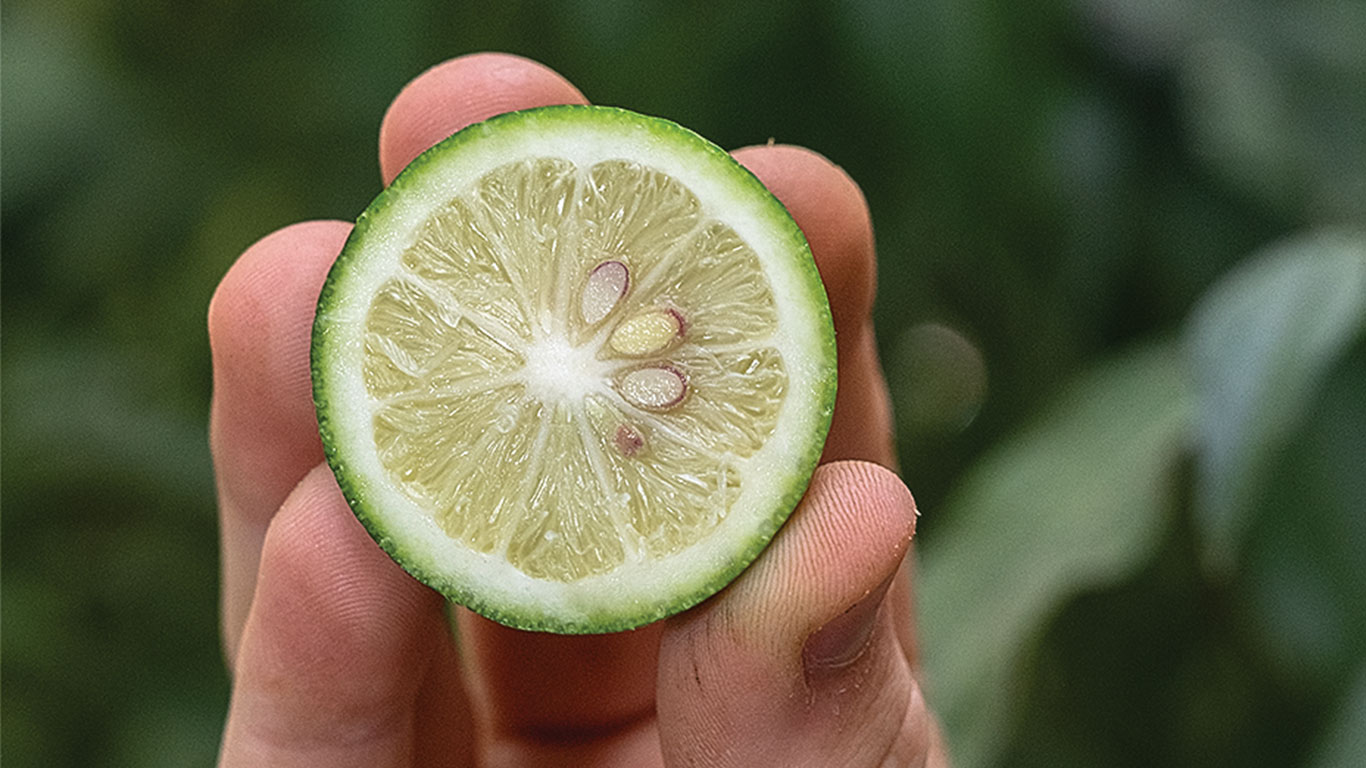 A person holds a sliced lime, revealing its pale green flesh and seeds.