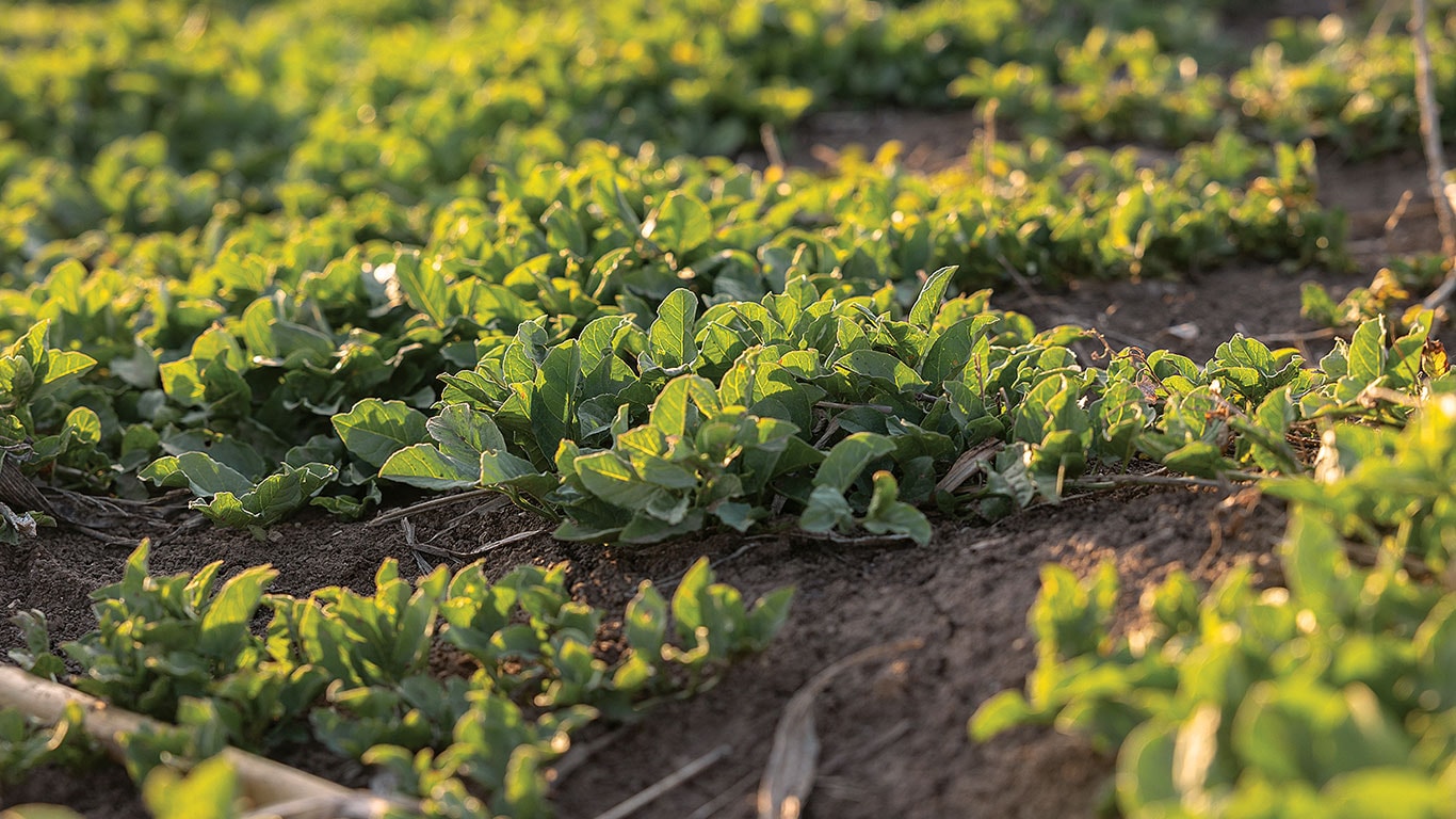 Rows of green crops growing in soil under bright sunlight