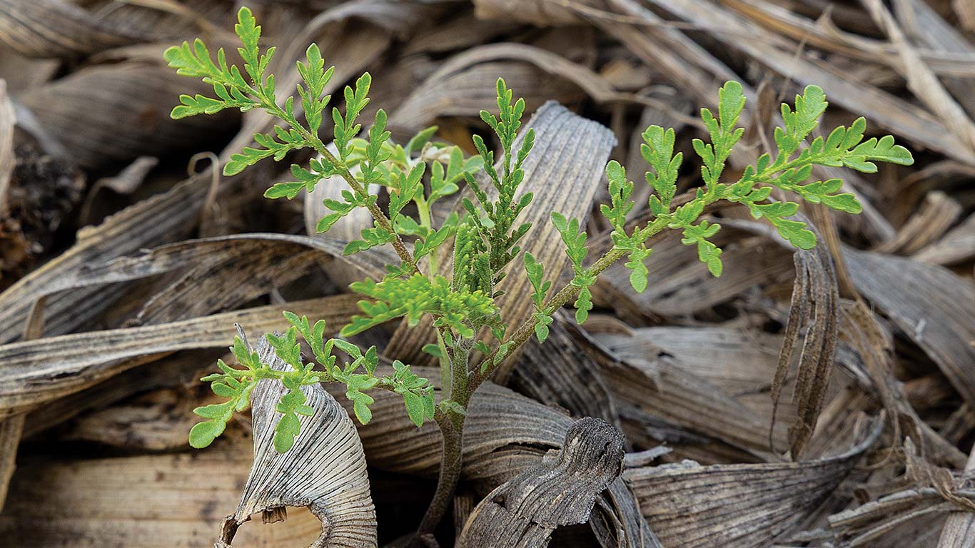 Small green plant growing among dry, curled brown leaves and plant debris.