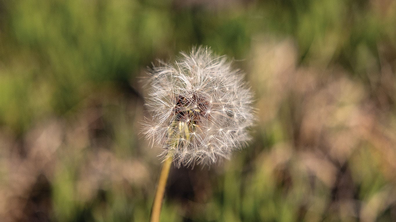 Dandelion seed head close-up with blurred green background