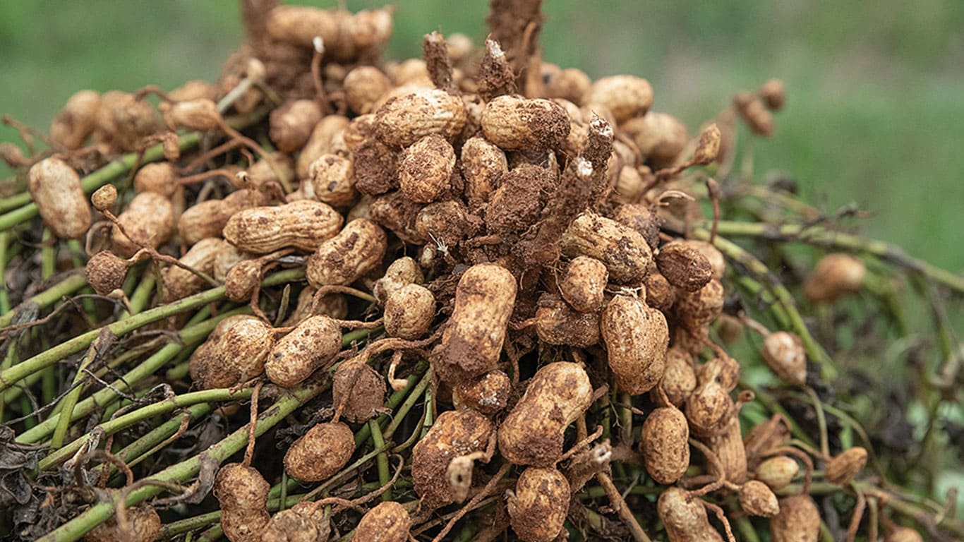 Freshly harvested peanuts with soil still clinging to shells and stems in a close-up view.