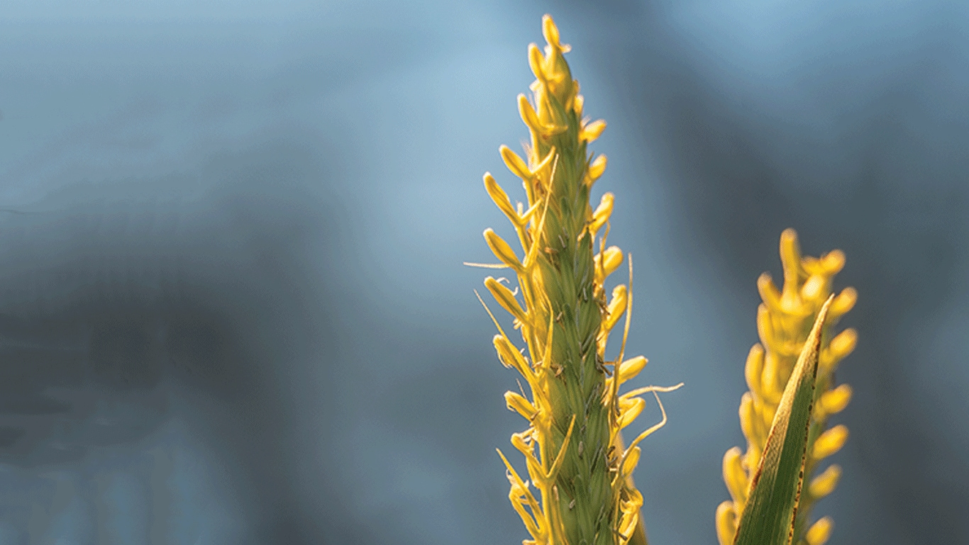 Yellow rice plant spikes close-up against blurred blue background