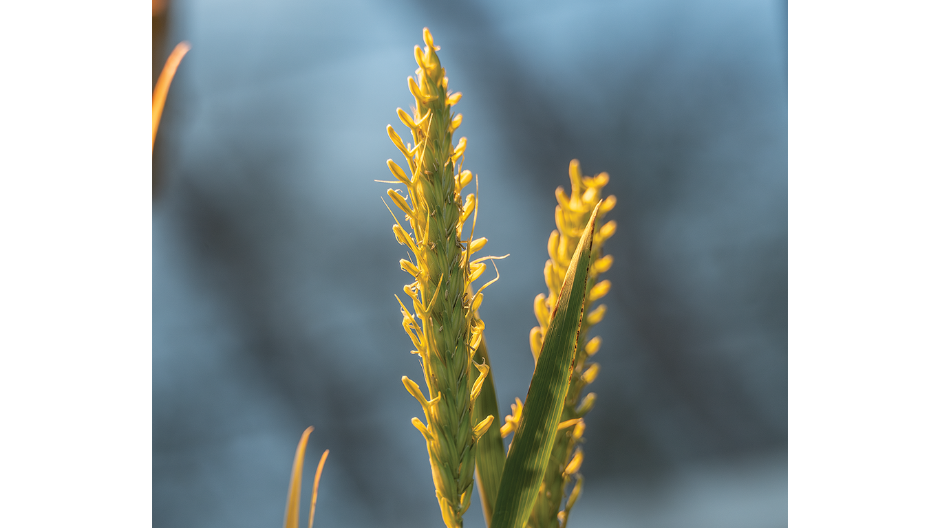Yellow rice plant spikes close-up against blurred blue background