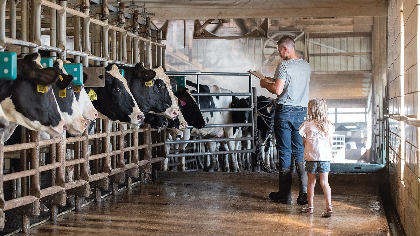 Un fermier avec une fillette prend note des bovins portant des étiquettes colorées aux oreilles.
