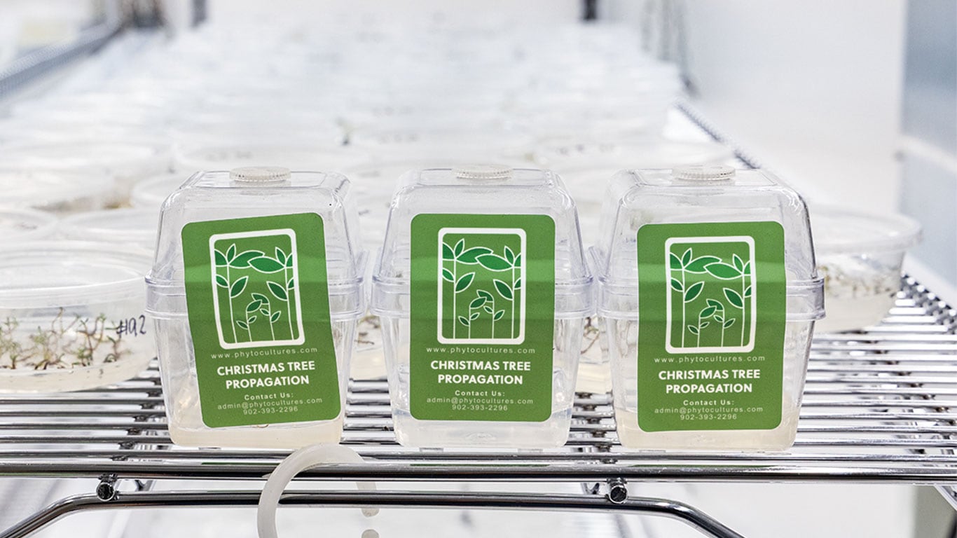 Trois récipients étiquetés pour la multiplication d'arbres de Noël sur une étagère métallique d'un laboratoire.