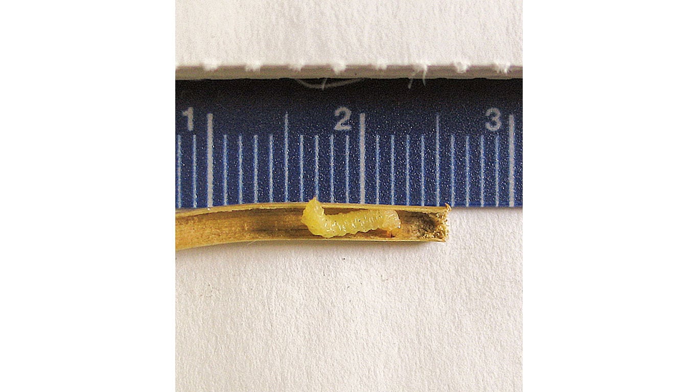 Close-up of a wheat stem with a yellow larva inside, next to a ruler measuring approximately 2 cm.