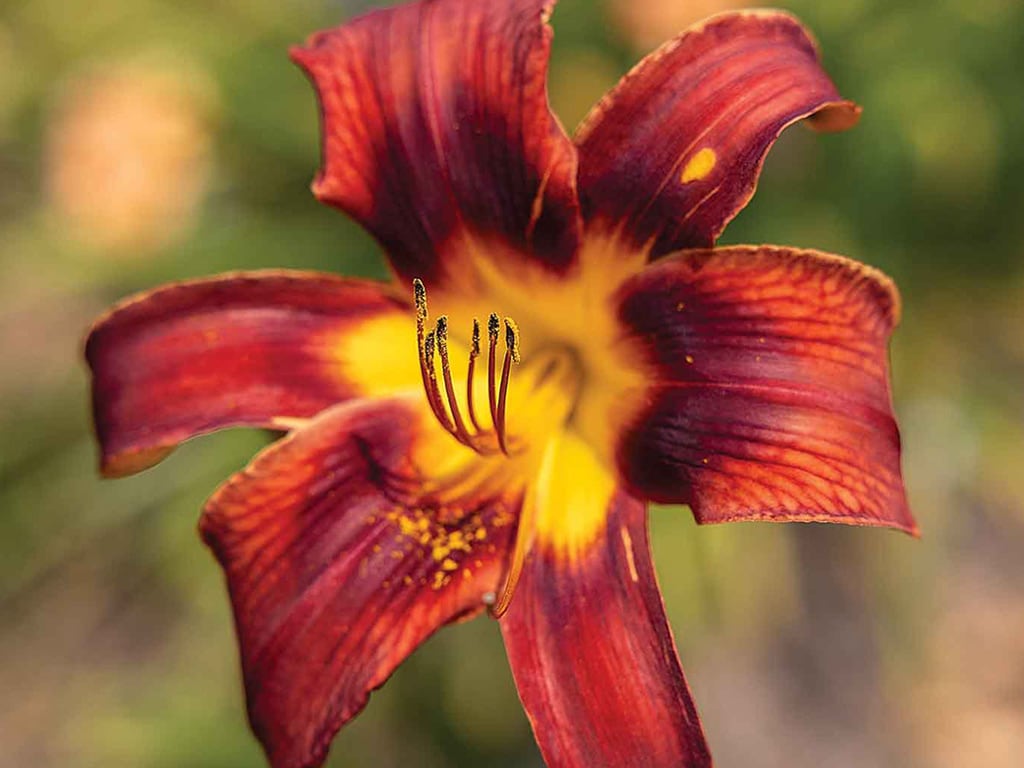 Close-up of a red and yellow daylily in bloom