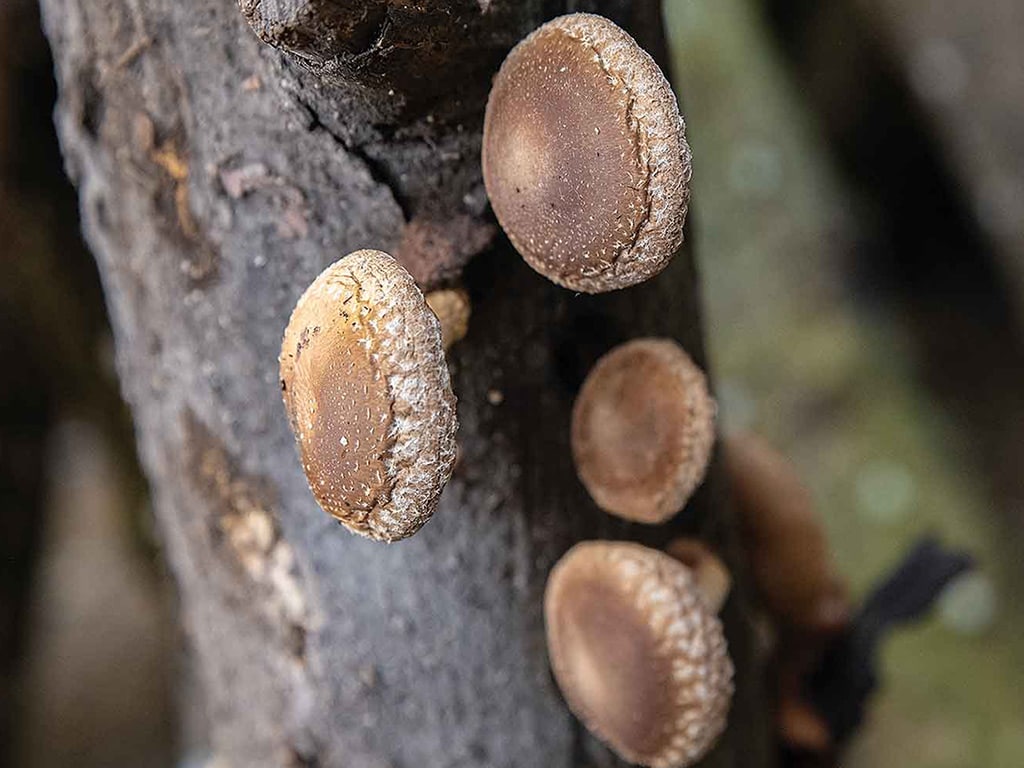 Close-up of brown mushrooms growing on a log