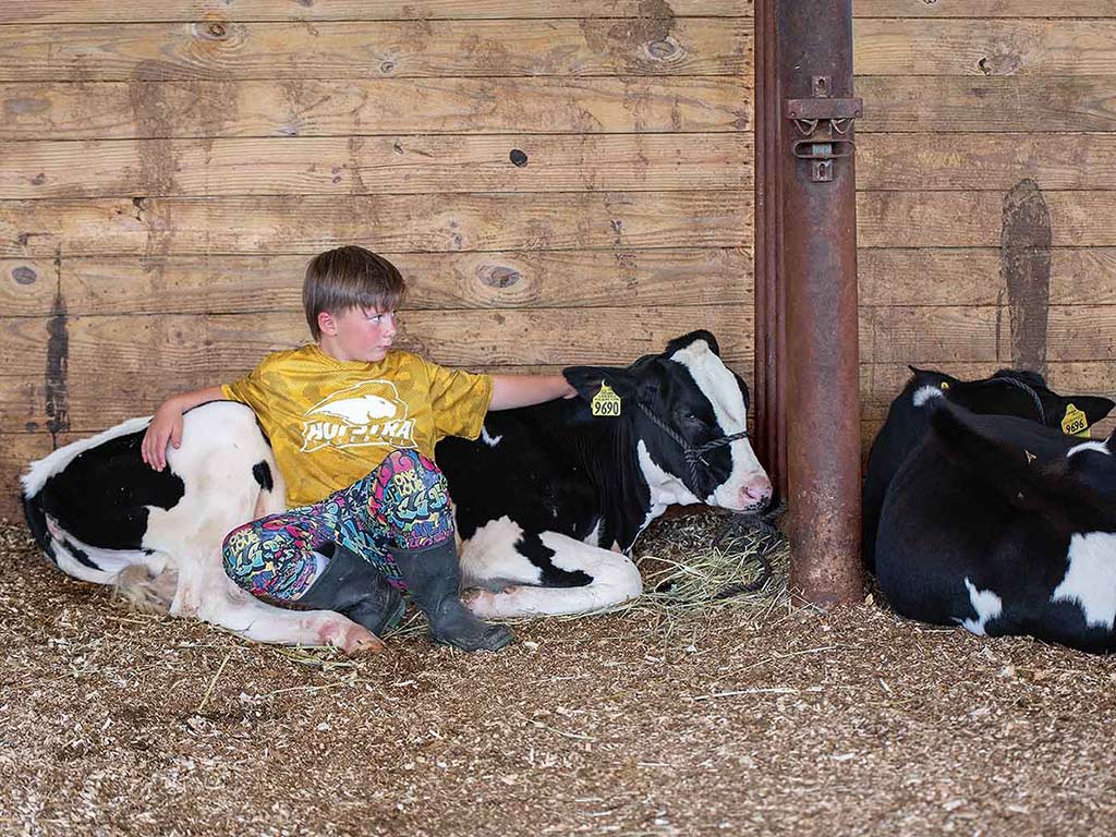 A kid sitting with two calves within barn