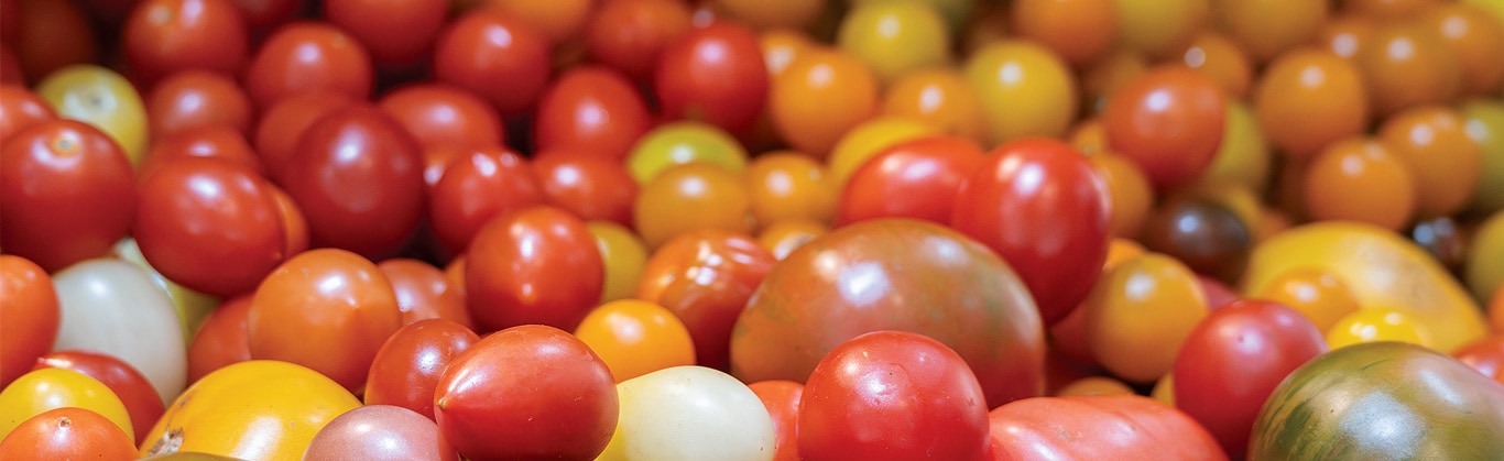 Un assortiment de tomates anciennes rouges, jaunes et vertes empilées ensemble.