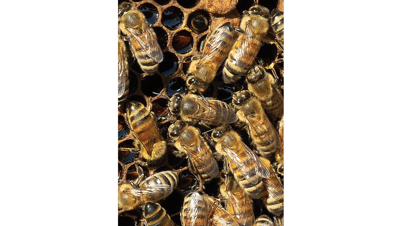 Gros plan sur des abeilles agglutin&eacute;es sur des alv&eacute;oles.