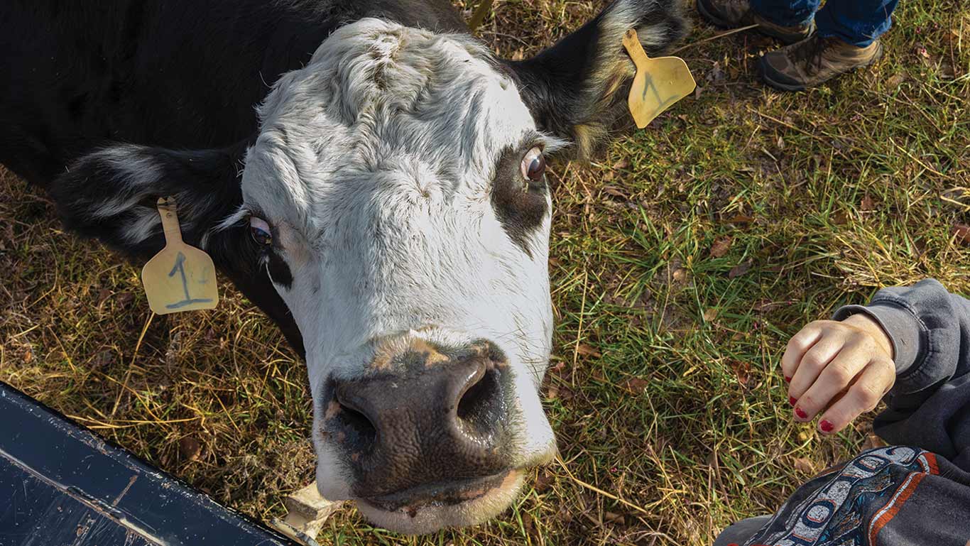 Gros plan sur une vache noire et blanche portant une &eacute;tiquette d'oreille debout dans l'herbe. Une main est visible tout pr&egrave;s.