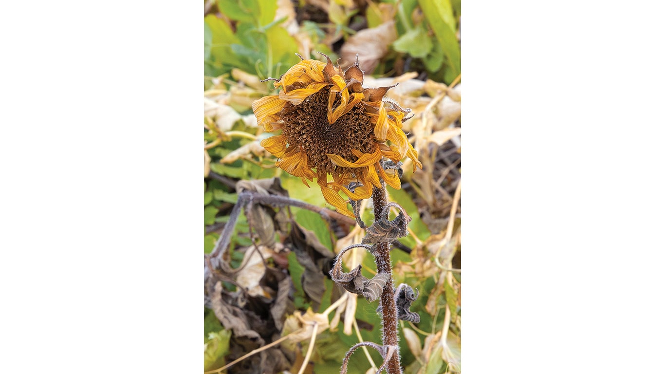 Tournesol fan&eacute; aux p&eacute;tales jaunes retombants et aux feuilles racornies poussant dans un champ.
