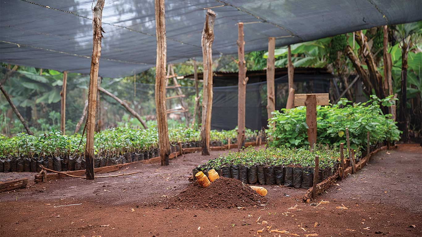 Seedlings growing in a shaded plant nursery with rows of young plants in soil beds.