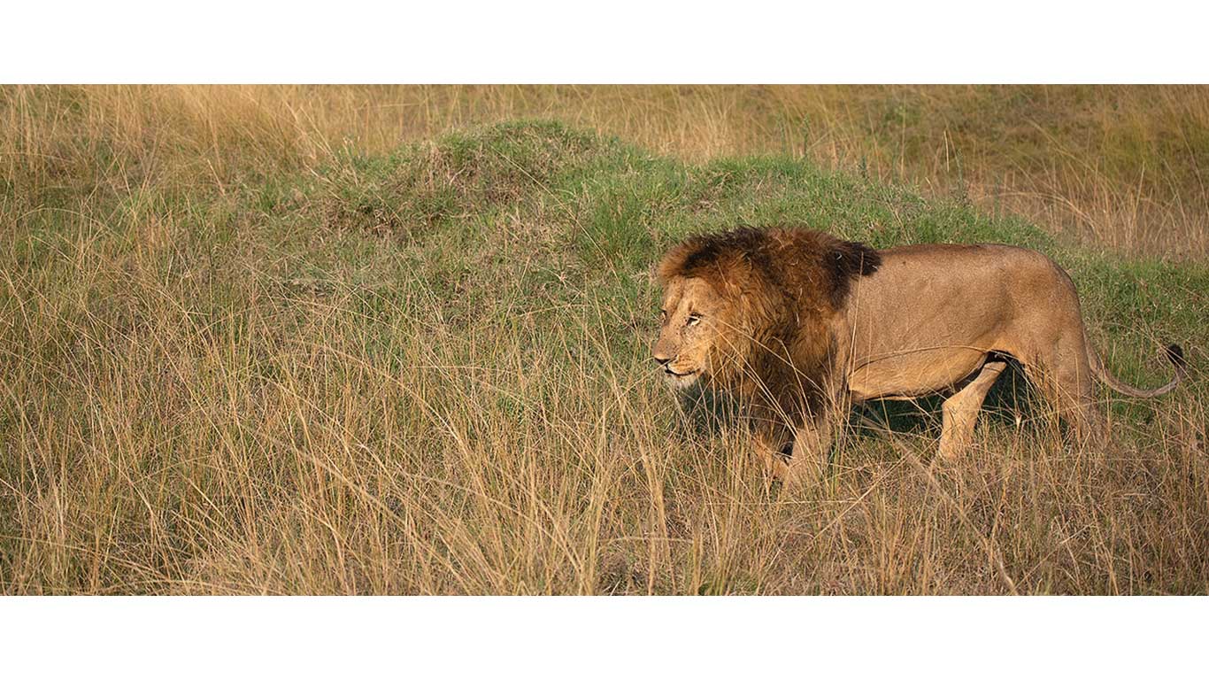 Un lion marche dans les hautes herbes, dans un paysage de savane.