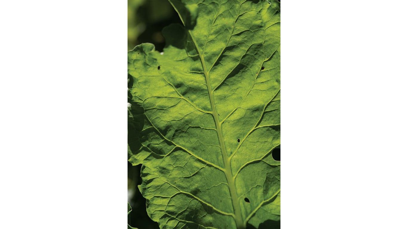 Close-up of a large green leaf showing visible veins and small insect holes.