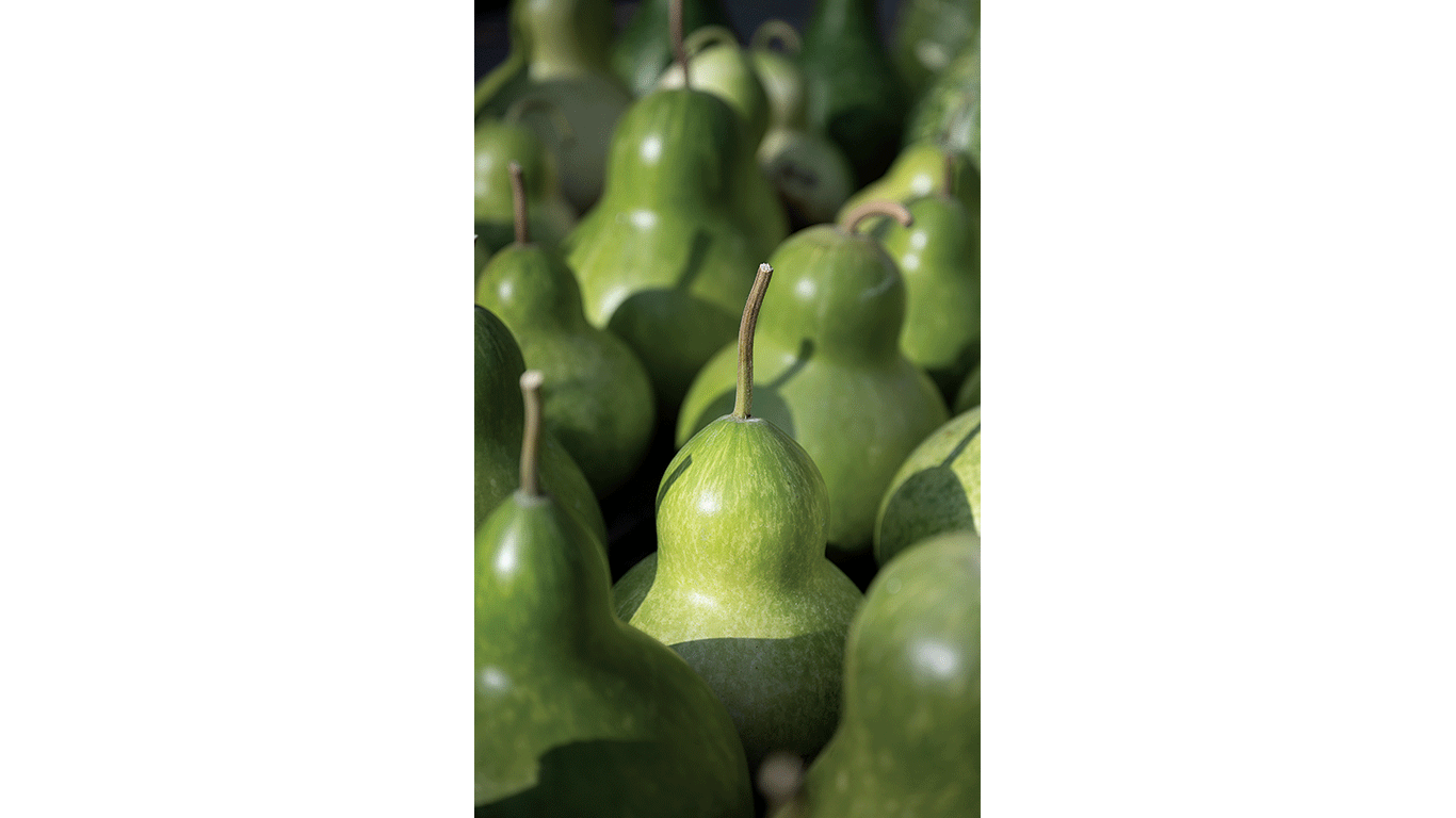 Cluster of green, pear‑shaped gourds arranged closely together, with one gourd in sharp focus in the center.