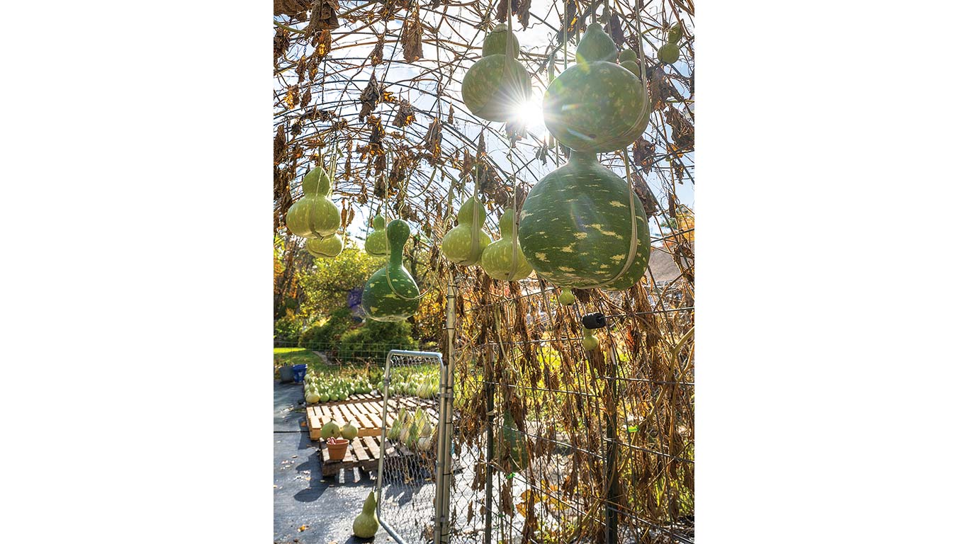 Large gourds hang from a trellis in sunlight.