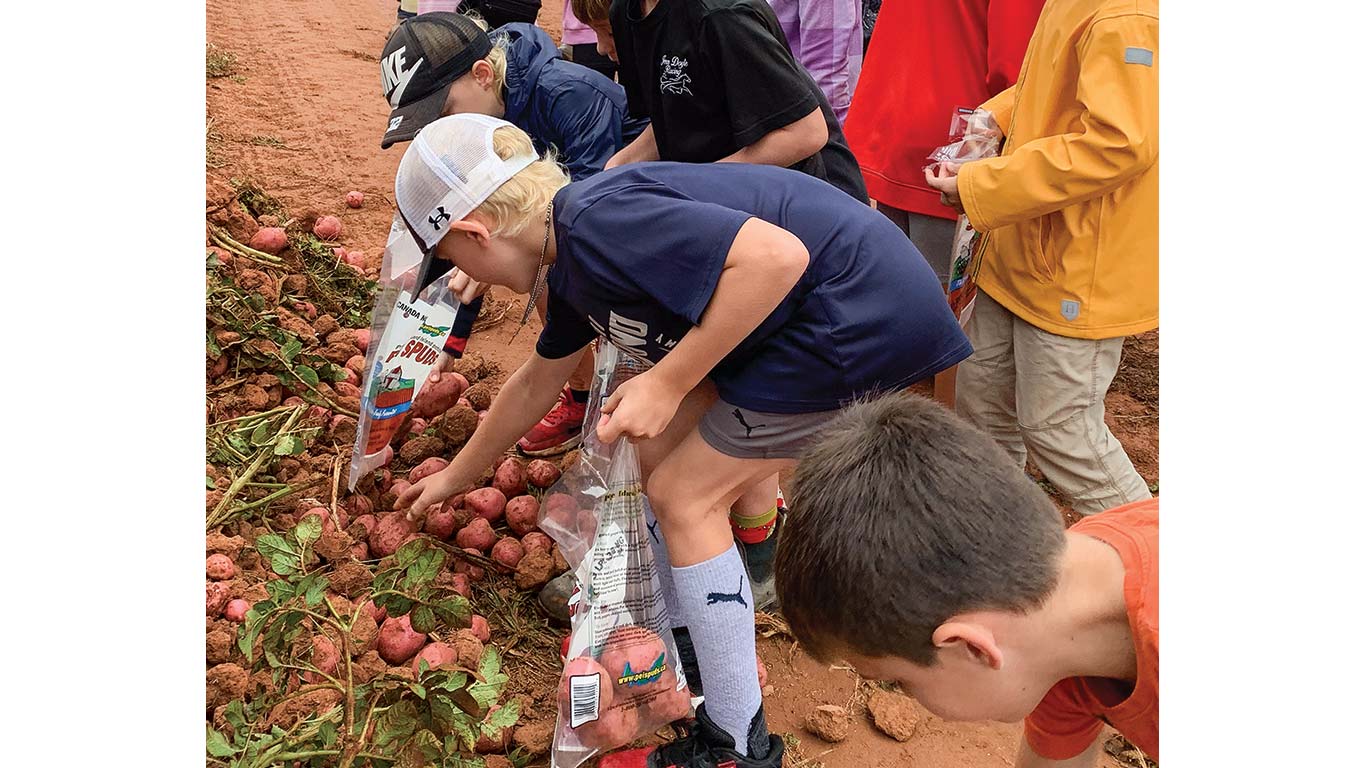 Children pick potatoes from the soil during a farm activity.