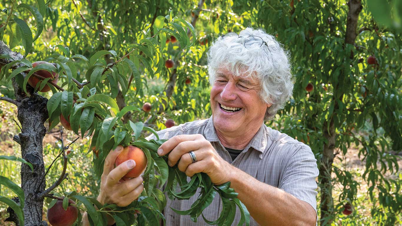 Une personne souriante aux cheveux gris et bouclés cueille une pêche bien mûre sur un arbre feuillu d'un verger.