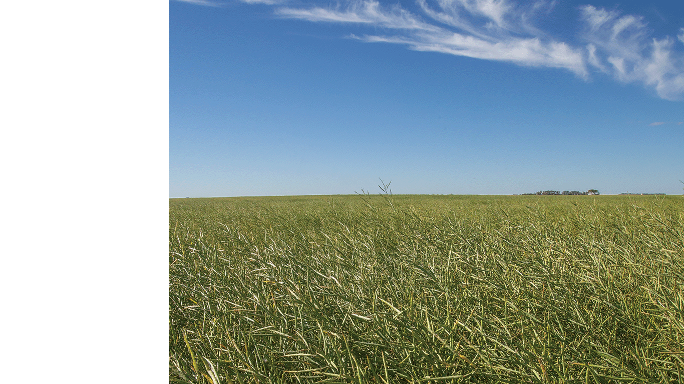 Vue panoramique d'un champ cultiv&eacute; verdoyant s'&eacute;tendant jusqu'&agrave; l'horizon, sous un ciel bleu clair parsem&eacute; de fins nuages.