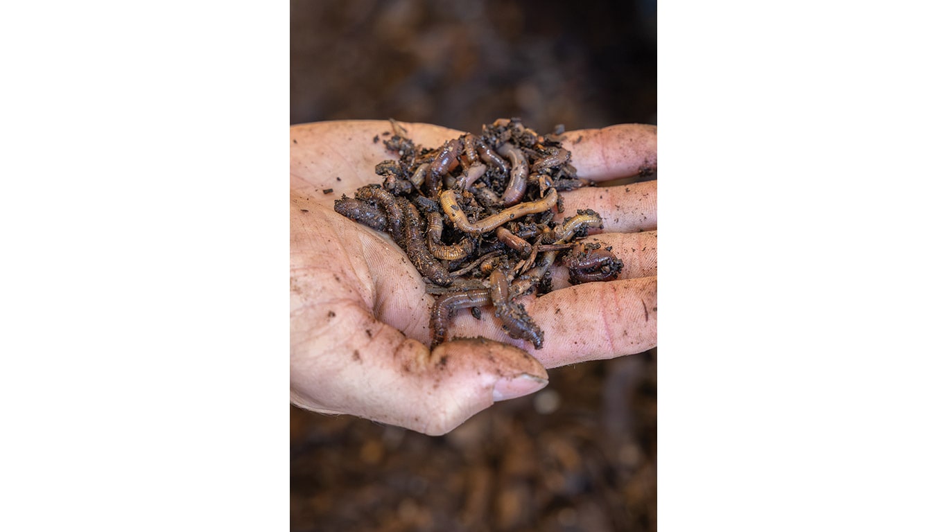 Hand holds several earthworms covered in soil.