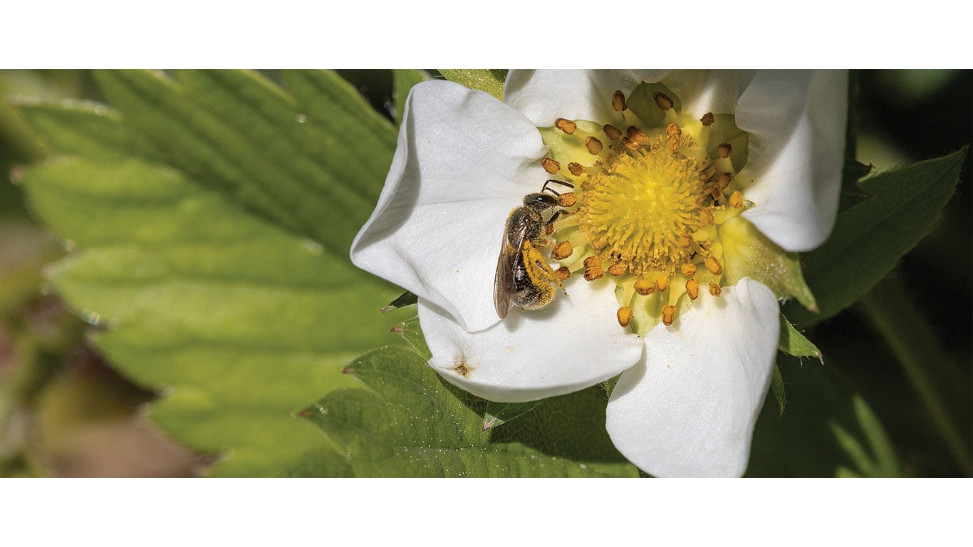 Bee collects pollen from the center of a white flower.