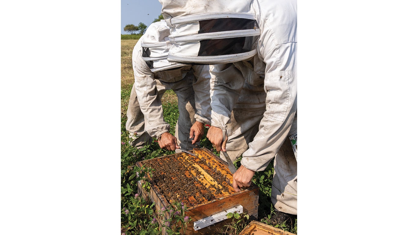wo beekeepers inspect a hive in a field.