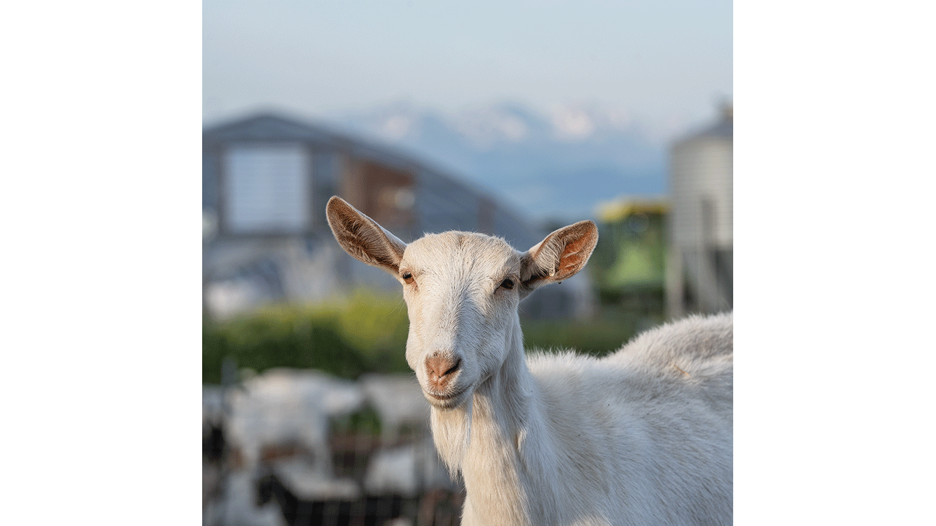 Close-up of a white goat standing outdoors, with farm buildings and distant mountains softly blurred in the background.