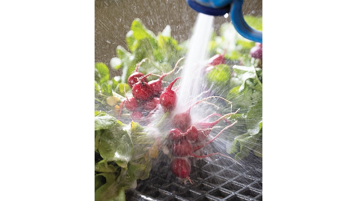 Fresh radishes are washed with a spray of water on a food processing line.