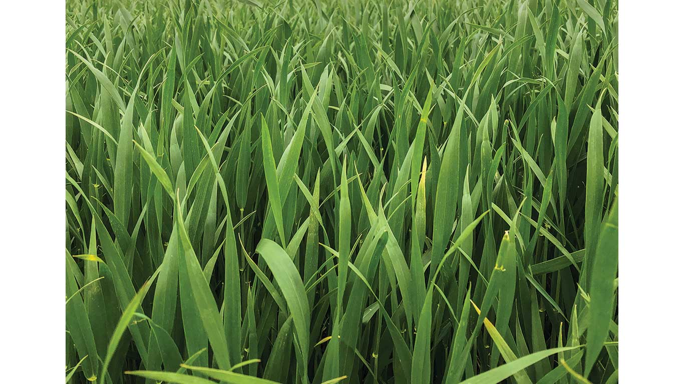 Dense green wheat plants growing uniformly in a field during early growth stage.