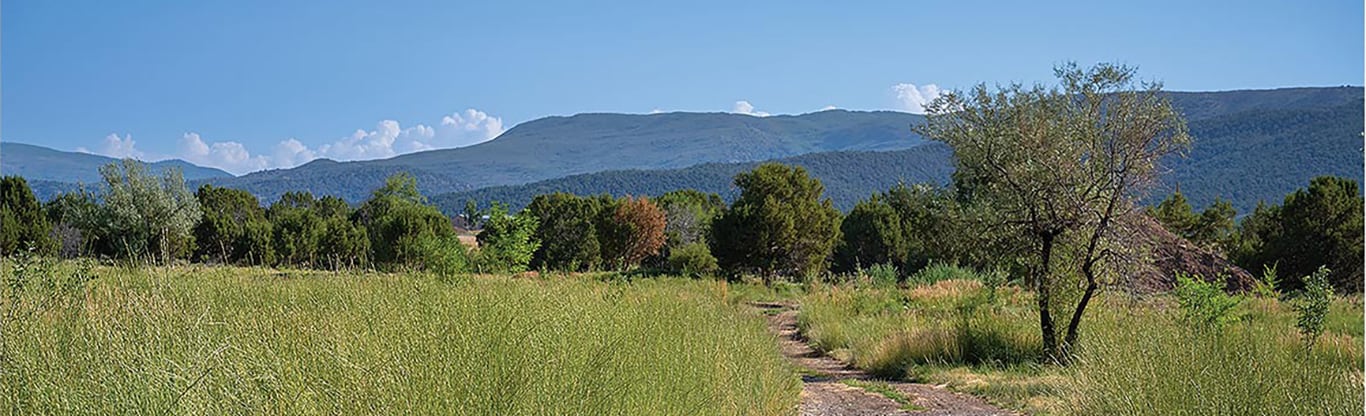 Green trees and meadow with distant mountains beneath a bright blue sky