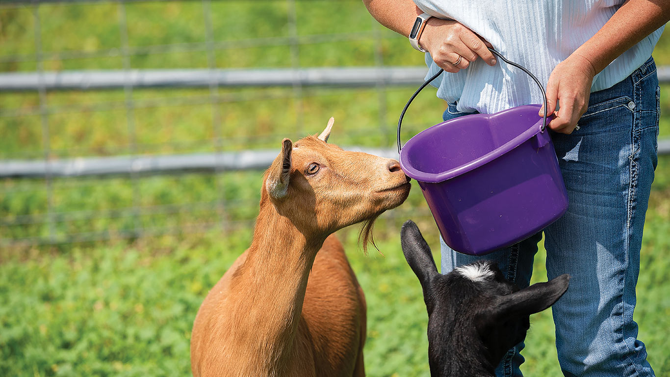 Goats gather near a person holding a purple feed bucket inside a fenced pasture.