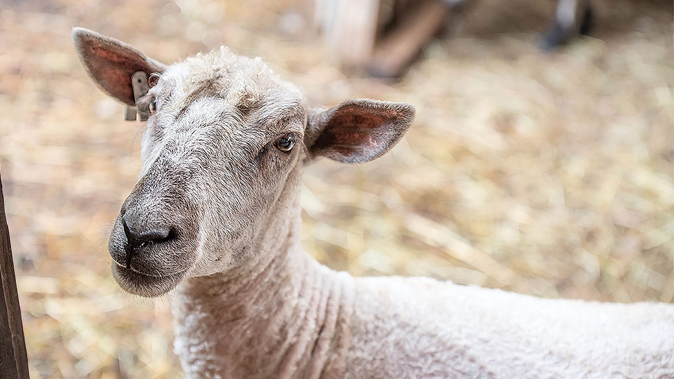 Close-up of a sheep standing on straw-covered ground inside a livestock enclosure.
