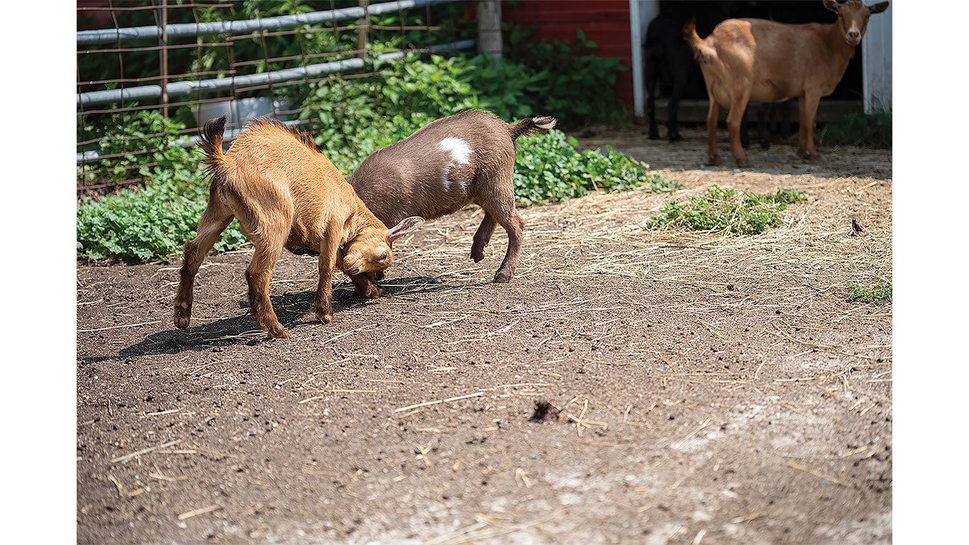 Two young goats play on a farmyard while other goats stand near a barn entrance.