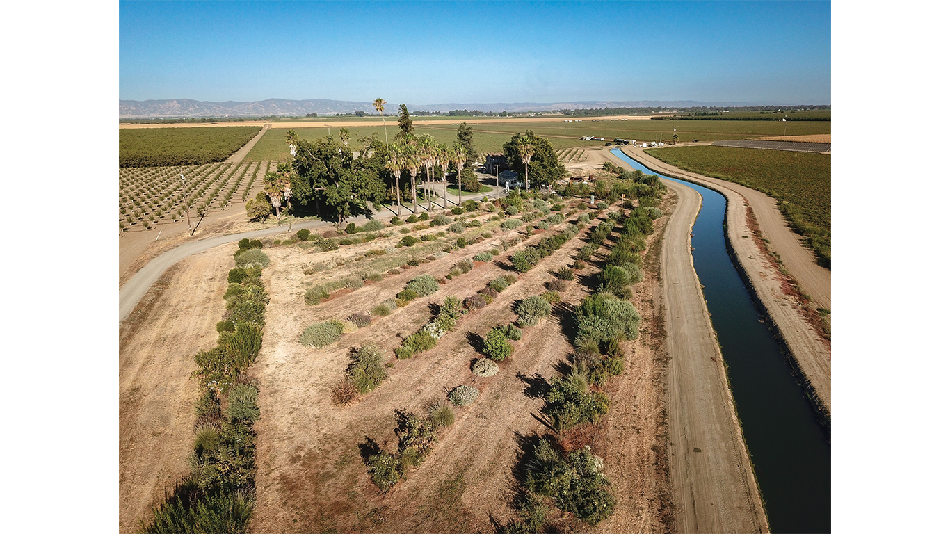 Aerial shot of hedgerows with palm trees and fields of other crops in the distance.