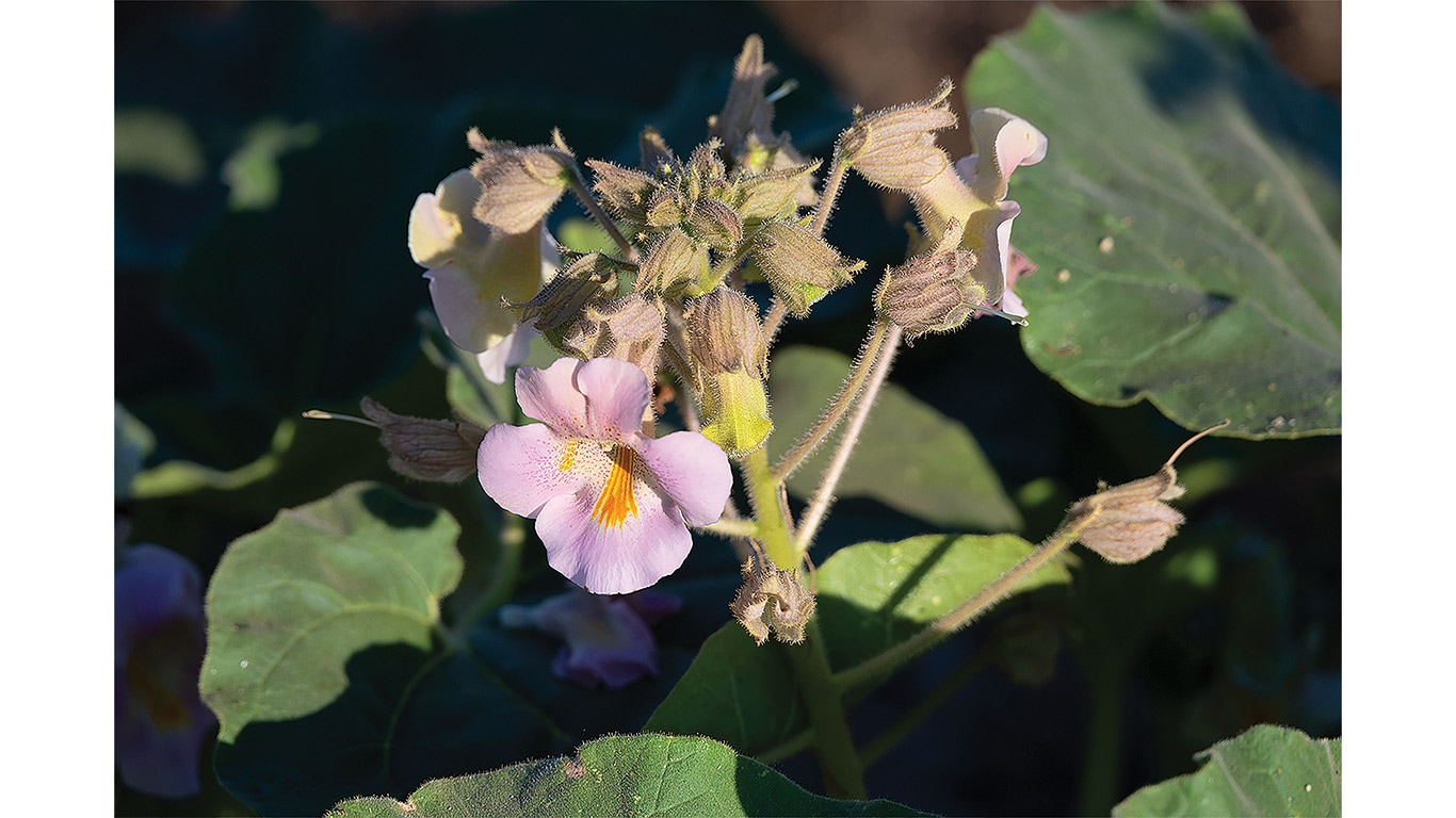 Close-up of a pale pink flower surrounded by green leaves and unopened buds.