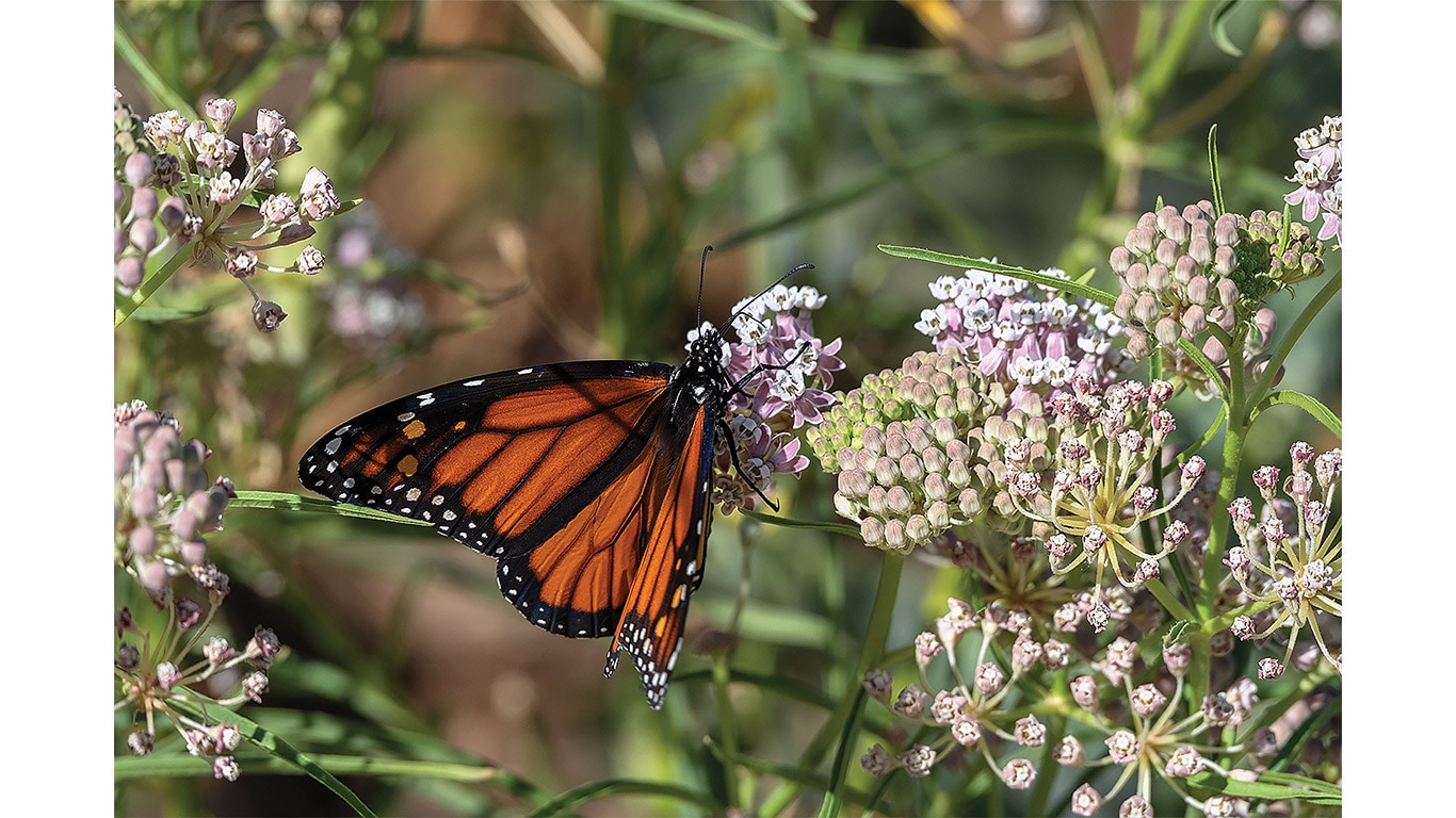 Monarch butterfly resting on clusters of pale pink wildflowers among green foliage.