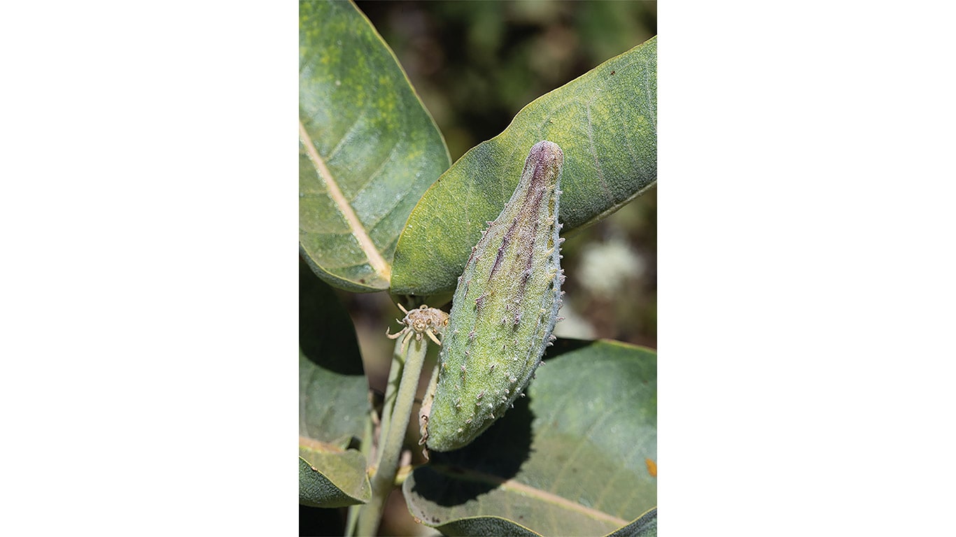 Close-up of a milkweed seed pod growing among green leaves.